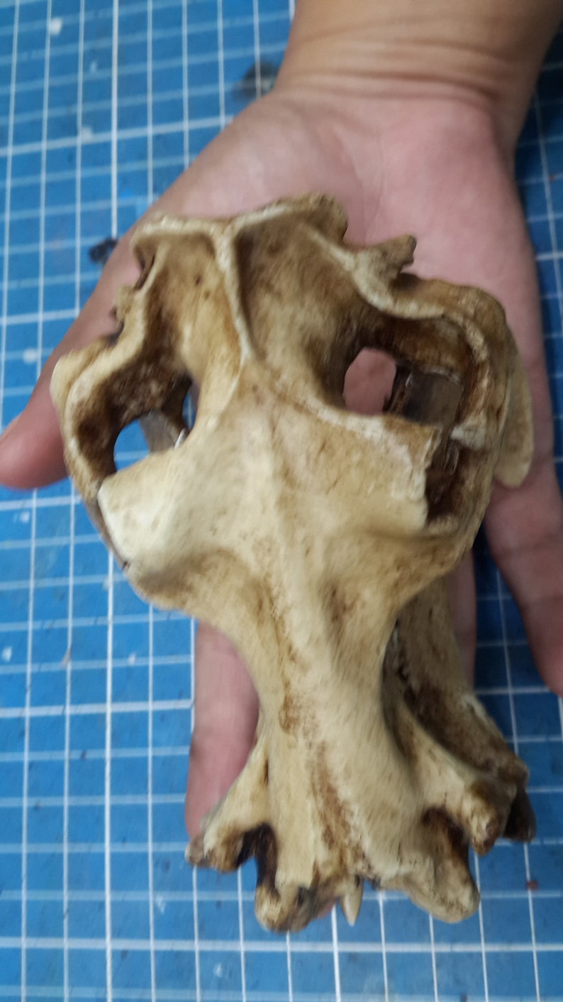 1/6 Scale hippopotamus Skull image 8