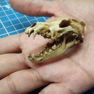 Wolf Skull 1/6 Scale Replica