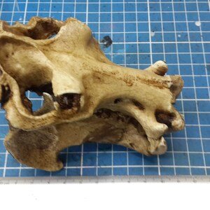 1/6 Scale hippopotamus Skull image 6