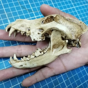 Wolf Skull 1/3 Scale Replica
