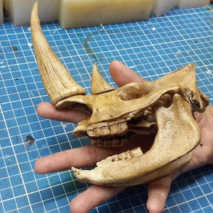 1/6 Scale rhinoceros Skull