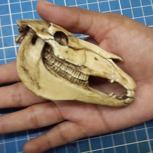 Horse Skull 1/6 Scale Replica image 3
