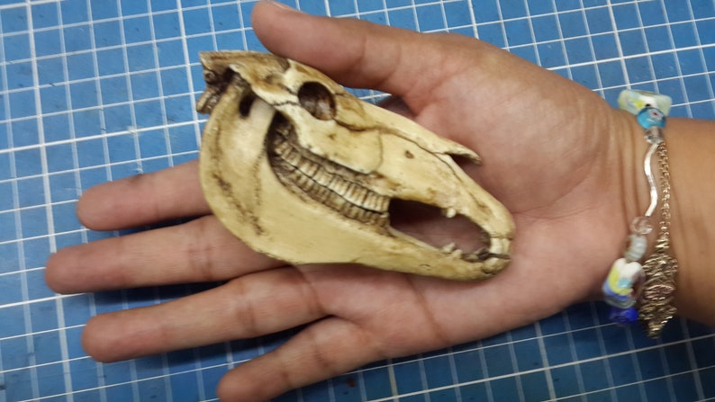Horse Skull 1/6 Scale Replica image 3