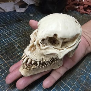 May include: A detailed, off-white skull with sharp teeth and a textured surface. The skull is held in a hand, showcasing its size and intricate design. The skull appears to be a decorative item or a prop.