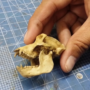 Gorilla Skull 1/6 Scale Replica