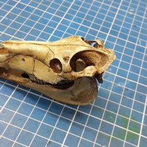 Horse Skull 1/6 Scale Replica image 5