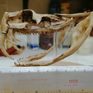 Gabon Viper Skull 1/1 Scale Replica