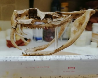 Gabon Viper Skull 1/1 Scale Replica