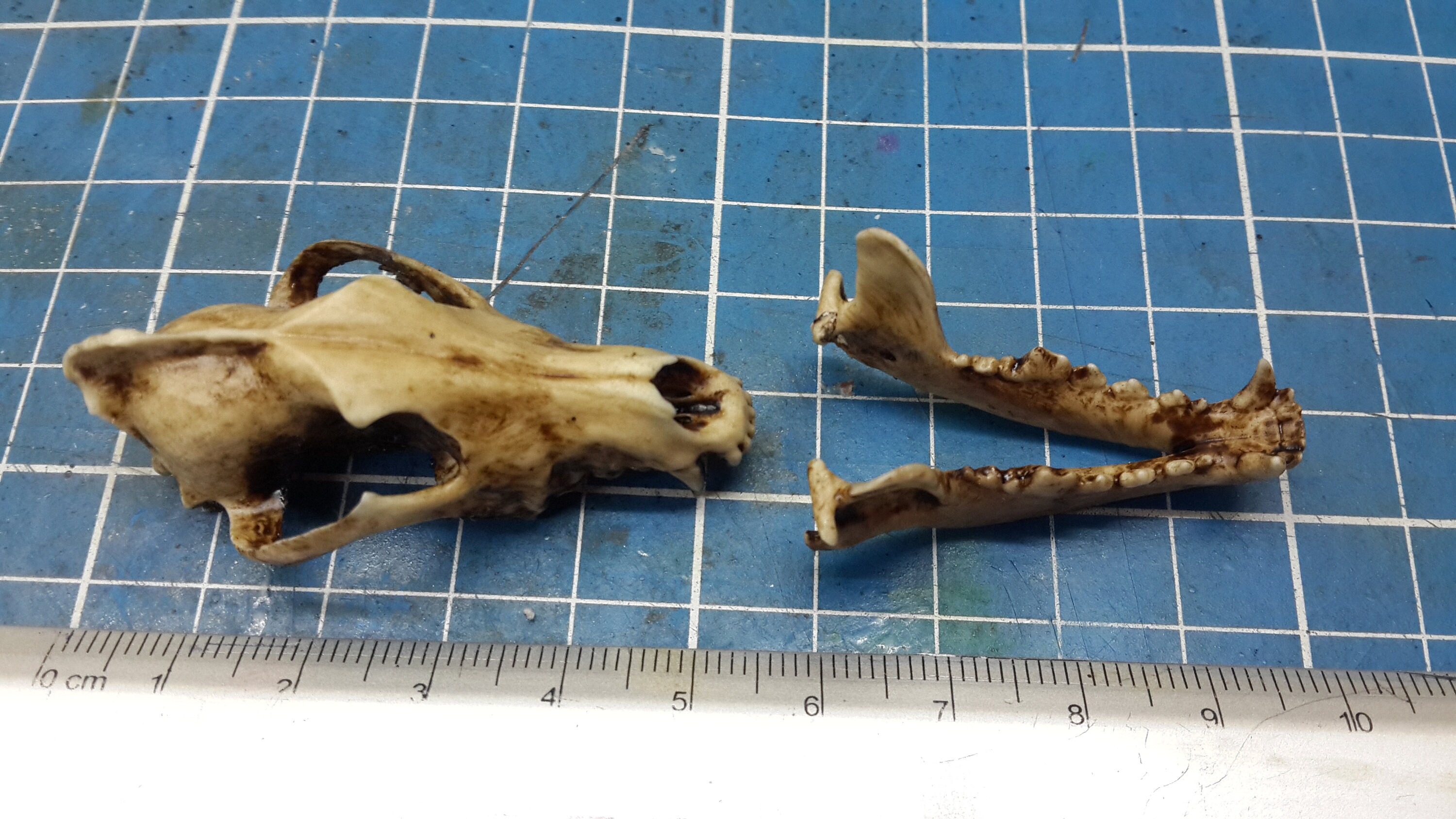 Night Wolf Skull 15.6cm