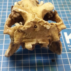 1/6 Scale hippopotamus Skull image 3