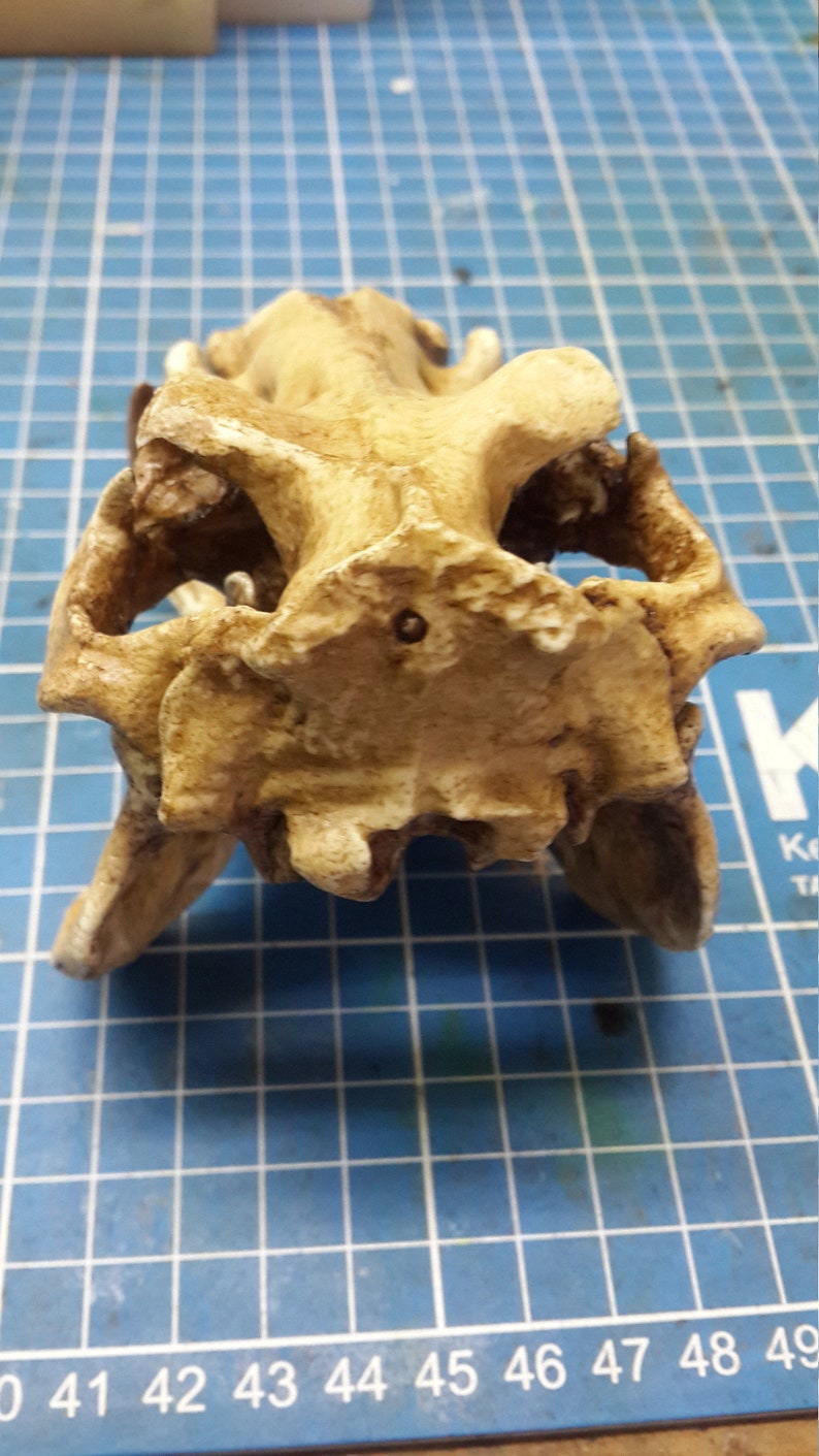 1/6 Scale hippopotamus Skull image 3