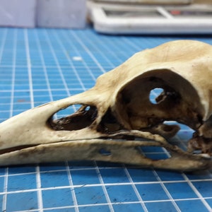 Puede incluir: Un primer plano de un cráneo de pájaro de color marrón claro. El cráneo está sobre una superficie de rejilla azul.