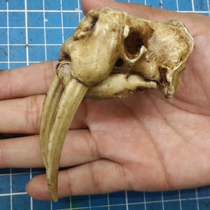 1/6 Scale walrus Skull