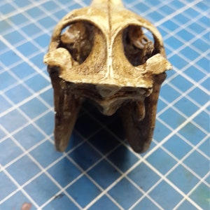 Horse Skull 1/6 Scale Replica image 6
