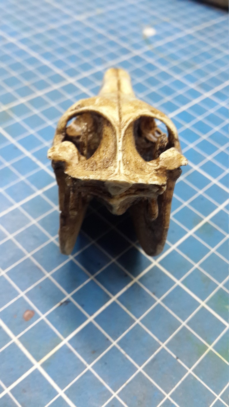 Horse Skull 1/6 Scale Replica image 6