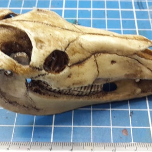 Horse Skull 1/6 Scale Replica image 2