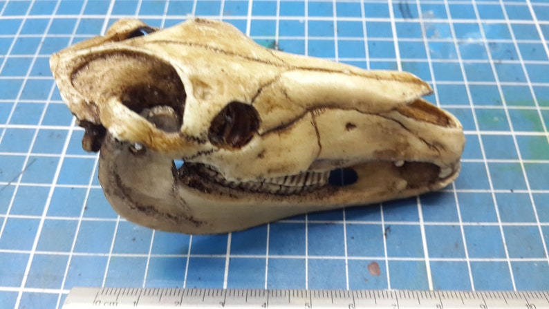 Horse Skull 1/6 Scale Replica image 2