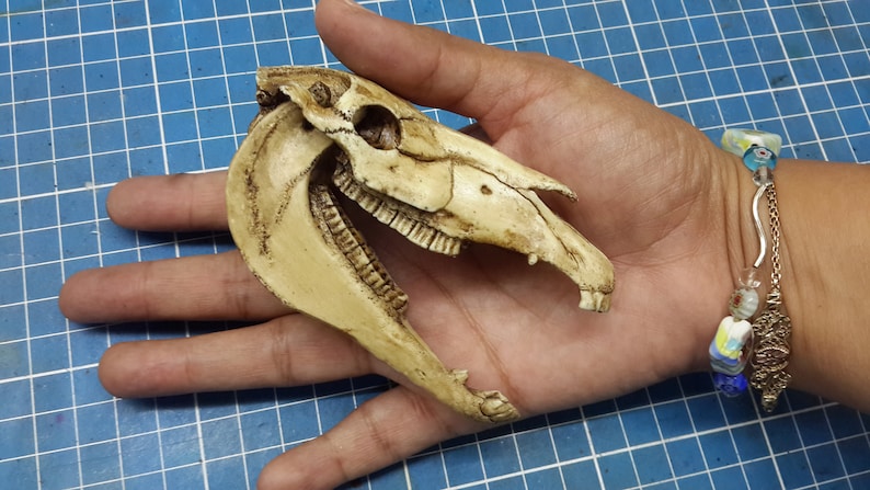 Horse Skull 1/6 Scale Replica image 1