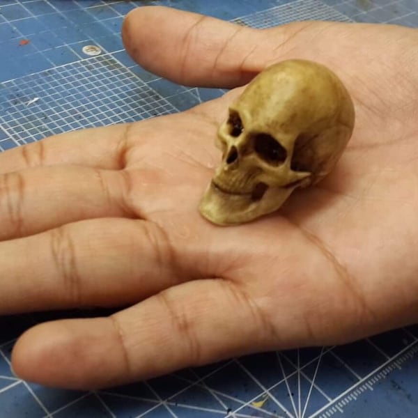 1/6 Scale Human Skull mobeable jaw