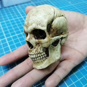 1/3 Scale Human Skull mobeable jaw