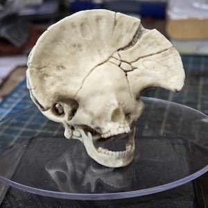 May include: An off-white skull with cracks and fractures, presented on a clear, circular stand. The skull's open mouth shows teeth, and the design suggests a focus on anatomy or gothic themes.