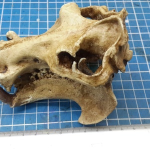 1/6 Scale hippopotamus Skull image 7