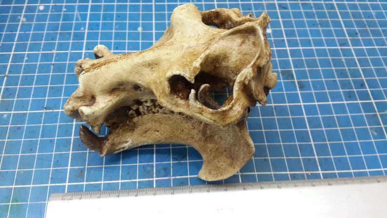 1/6 Scale hippopotamus Skull image 7