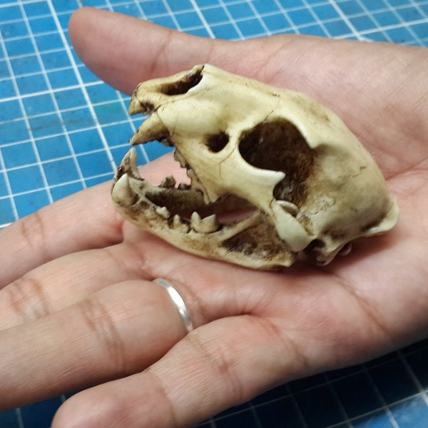 Lion Skull 1/6 Scale Replica