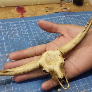 Bull Skull 1/6 Scale Replica