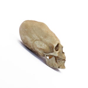 Human Skull Replica, Miniature Skull, 1/6 Scale Peruvian Human Skull with Moveable Jaw, Resin Crafted Human Skull, Halloween Collections