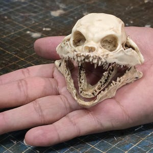 May include: A detailed, off-white skull sculpture with a wide open jaw, revealing sharp teeth. The skull is held in a hand, showcasing the intricate details of the bone structure. The sculpture appears to be a decorative item.