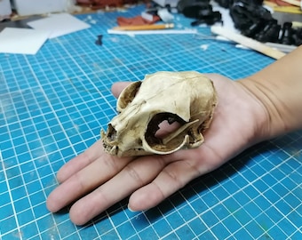 Cat Skull 1/1 Scale Replica