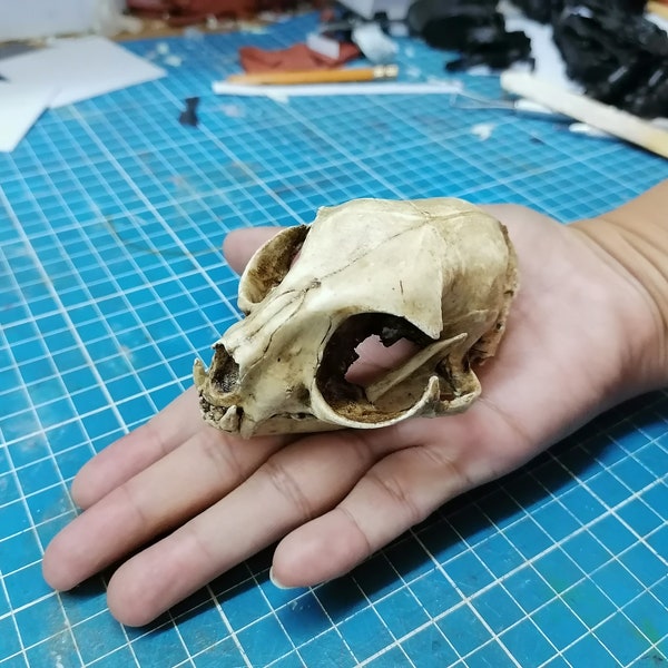 Cat Skull 1/1 Scale Replica