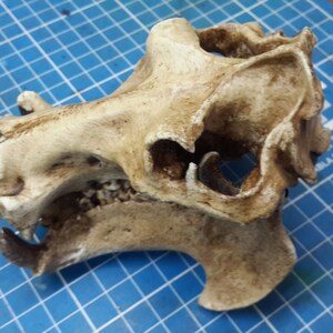 1/6 Scale hippopotamus Skull image 4