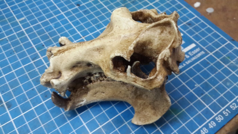 1/6 Scale hippopotamus Skull image 4