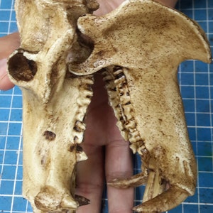1/6 Scale hippopotamus Skull image 1