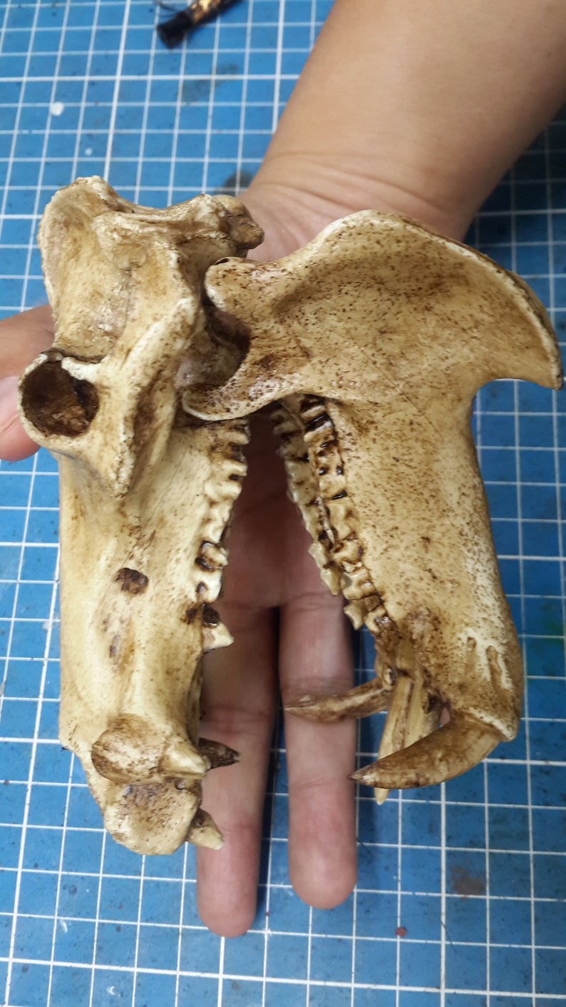 1/6 Scale hippopotamus Skull image 1