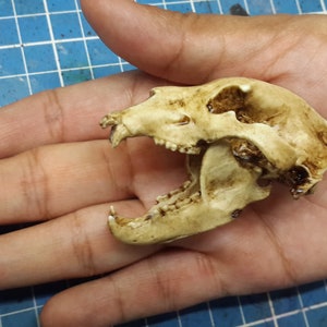 Grizzly Bear Skull 1/6 Scale Replica