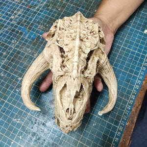 Mythosaur Skull 1/12 scale