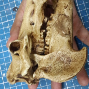 1/6 Scale hippopotamus Skull image 10