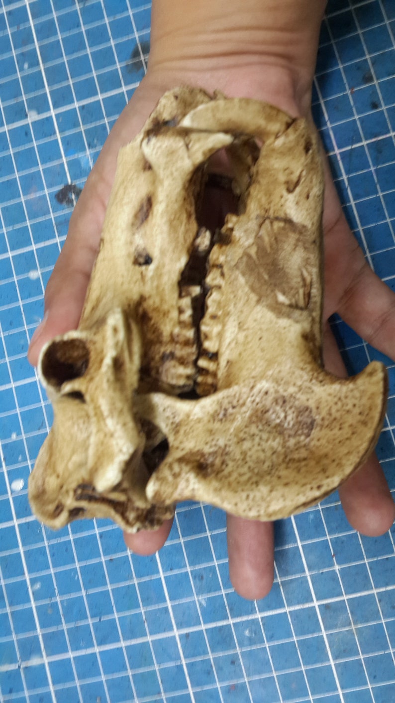 1/6 Scale hippopotamus Skull image 10