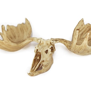1/6 Scale Moose Skull