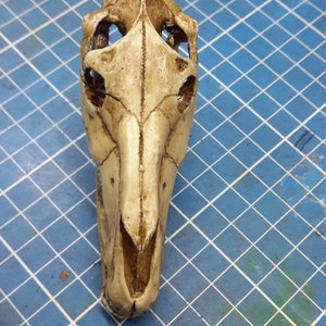 Horse Skull 1/6 Scale Replica image 4
