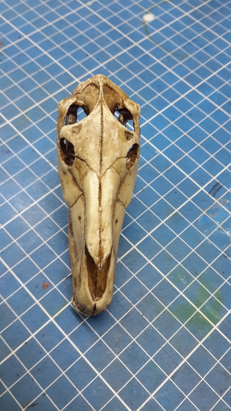 Horse Skull 1/6 Scale Replica image 4