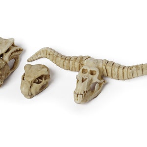 Puede incluir: Tres cráneos de animales decorativos, incluyendo un cráneo con cuernos, un cráneo con una mandíbula puntiaguda y un cráneo más pequeño con una mandíbula redondeada.