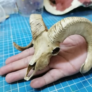 Ram Skull 1/3 Scale
