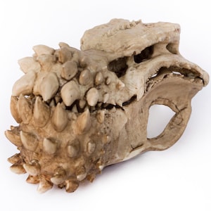 Puede incluir: Una calavera beige detallada con dientes prominentes y una superficie texturizada. La calavera tiene una apariencia única, casi reptiliana, con múltiples protuberancias y una cuenca ocular hueca. El diseño sugiere un artículo de fantasía o decorativo.