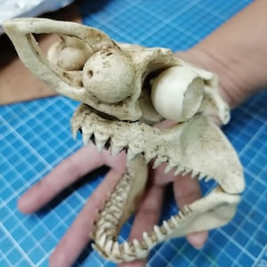 1/12 Scale White Shark Skull &quot;with jaw&quot;