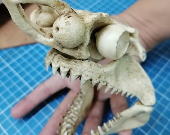 1/12 Scale White Shark Skull &quot;with jaw&quot;