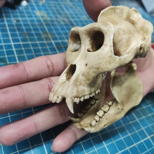 Gorilla Skull 1/3 Scale Replica